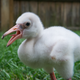 Illustration for article titled Baby Flamingos Are Even Dopier Than Their Parents